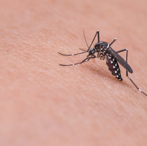 Dengue avança 16% na Paraíba e provoca 14 mortes em 2026; São Bento concentra maior número de óbitos
