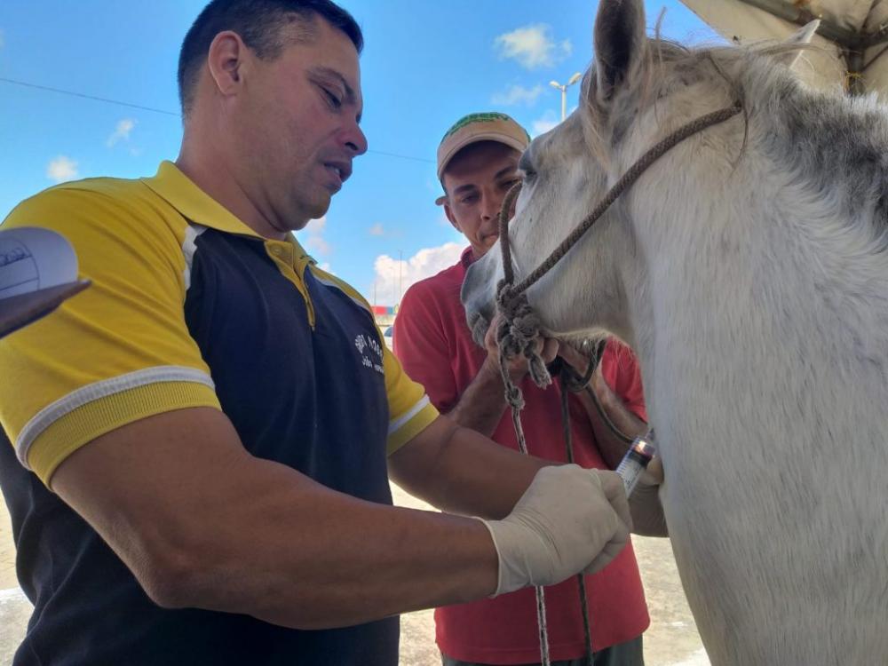 Secretaria de Meio Ambiente de João Pessoa dá continuidade ao cadastro de veículos de tração animal