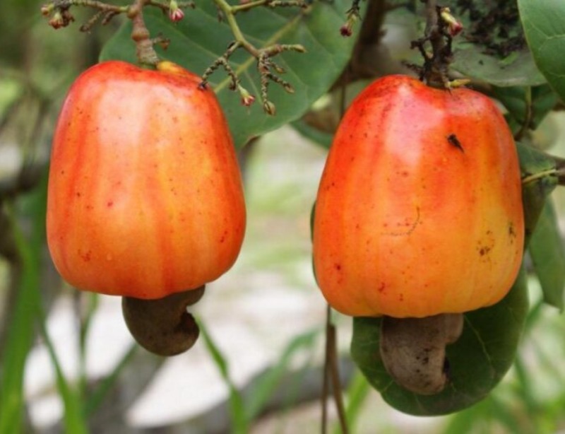 Prefeitura de Quixaba e parceiros realizam encontro sobre a cajucultura nesta terça (28)