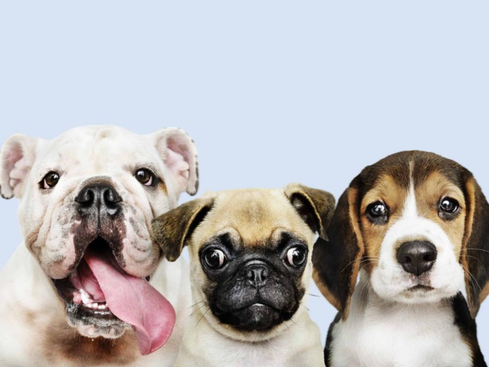 Prefeitura de Barra de Santa Rosa divulga calendário de atendimento veterinário gratuito do mês de Março