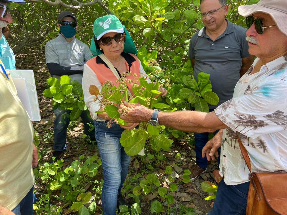 Governo treina produtores rurais para expansão da cultura do caju no Sertão 