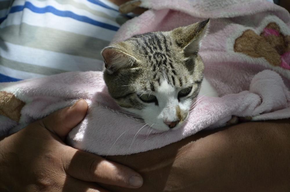 16 DE MARÇO Unidade de Zoonoses de Cabedelo vai realizar Dia D de Castração de felinos