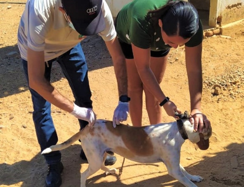 Em Quixaba, Campanha de Vacinação Antirrábica 2022 começa na próxima segunda (19) em todo o Município; veja dias e áreas de vacinação