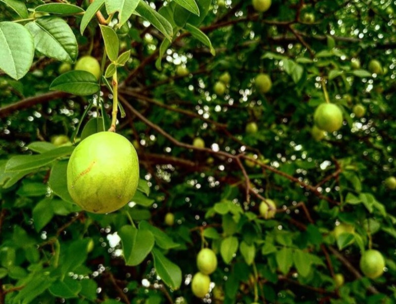 Prefeitura de Quixaba faz parceria com UFCG para doação de mudas de umbu