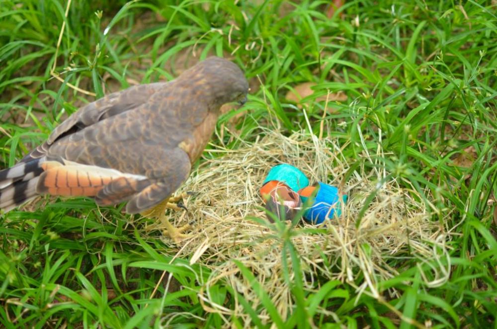 Animais do Parque Zoobotânico Arruda Câmara recebem ovos de Páscoa personalizados no sabor carne, sementes, frutas e legumes
