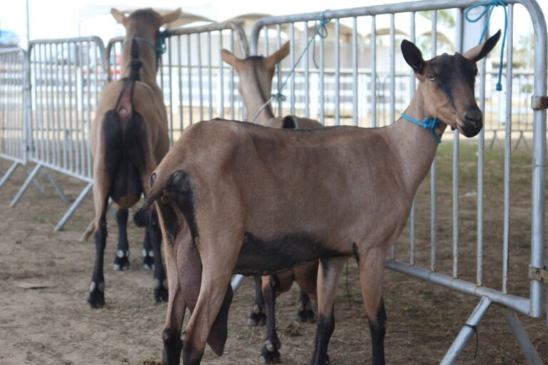 Em Barra de Santa Rosa, vendas das Baias a 2ª Etapa do Circuito APACCO, que ocorrerá durante a 2ª Caprifeira já ultrapassam 50%