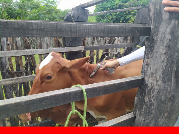 Prefeitura de Bom Jesus vai disponibilizar, de 20 a 30 de maio, vacinas contra aftosa e brucelose em rebanho do município