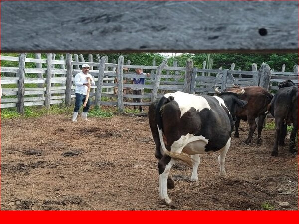 Prefeitura de Bom Jesus intensifica vacinação de rebanho bovino; Confira as próximas datas