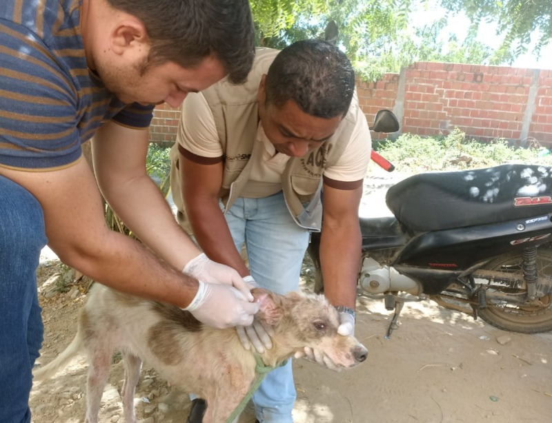 Secretaria de Saúde de Diamante realiza trabalho de prevenção com a coleta de sangue em cães com suspeita de Calazar