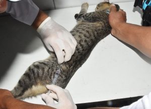 Prefeitura de Diamante realiza Dia D de Vacinação antirrábica na próxima segunda-feira(26)