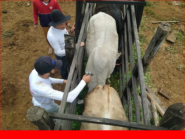 Município de Bom Jesus atinge a marca de 92,02% de vacinação da Aftosa e Brucelose e é referência na região.
