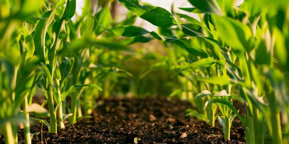 Em Bom Jesus: parceria entre Prefeitura de Bom Jesus e governos do estado e federal beneficia agricultura