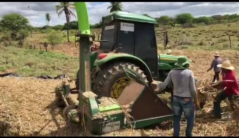 Secretaria de Agricultura de Monteiro intensifica produção de silagem para criadores com chegada do período mais delicado da estiagem