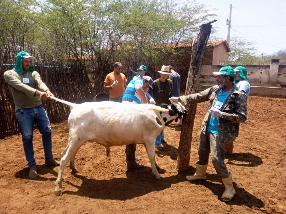 Em Monteiro, Cendov oferece curso de aplicação de injetáveis em bovinos em parceria com o SENAR-PB e EMPAER