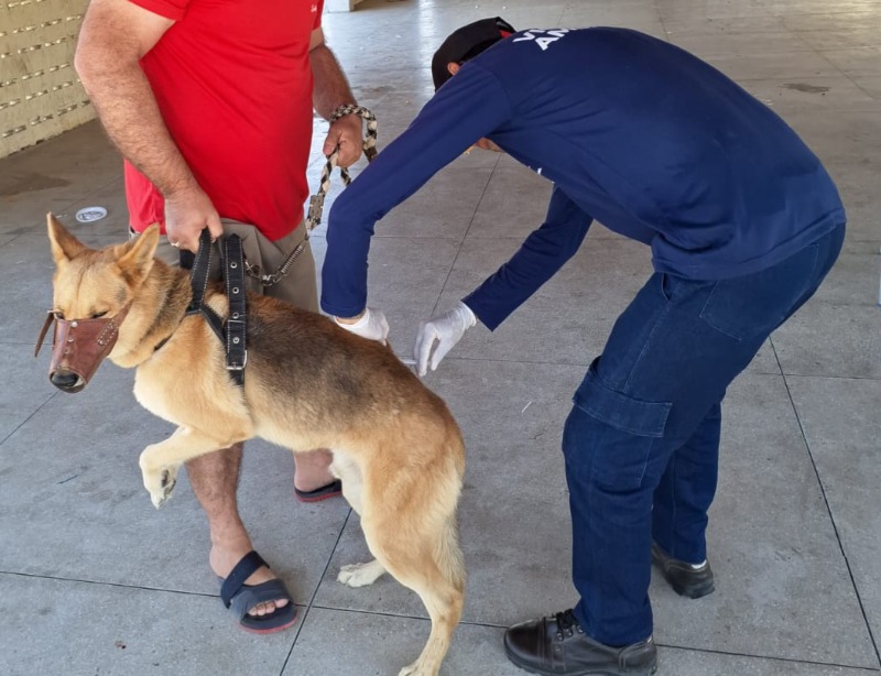 Prefeitura de Quixaba vacina aproximadamente 550 cães e gatos e superando Campanha Antirrábica de 2022