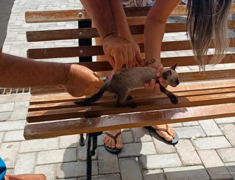 Riacho dos Cavalos promove dia “D” de vacinação antirrábica