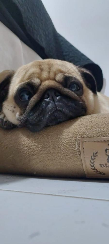 Em Barra de Santa Rosa divulga atendimento veterinário de Outubro, confira as datas de atendimento 