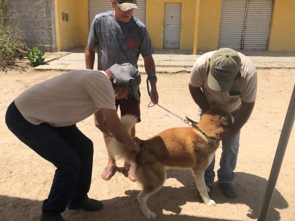 Prefeitura de Soledade segue campanha de vacinação antirrábica no município