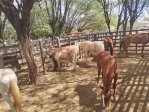 Prefeitura de Monteiro reinicia campanha para apreensão de animais soltos em vias públicas