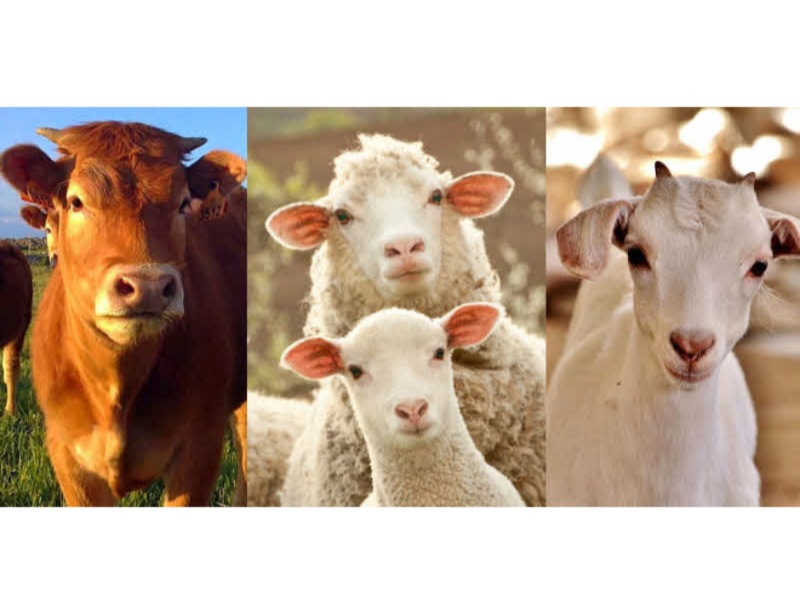 Prefeitura de Quixaba cadastra criadores de rebanho no Programa Emergencial de Manutenção do Rebanho