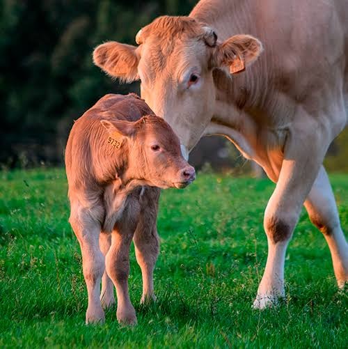 Monteiro oferta inseminação artificial gratuita em bovinos