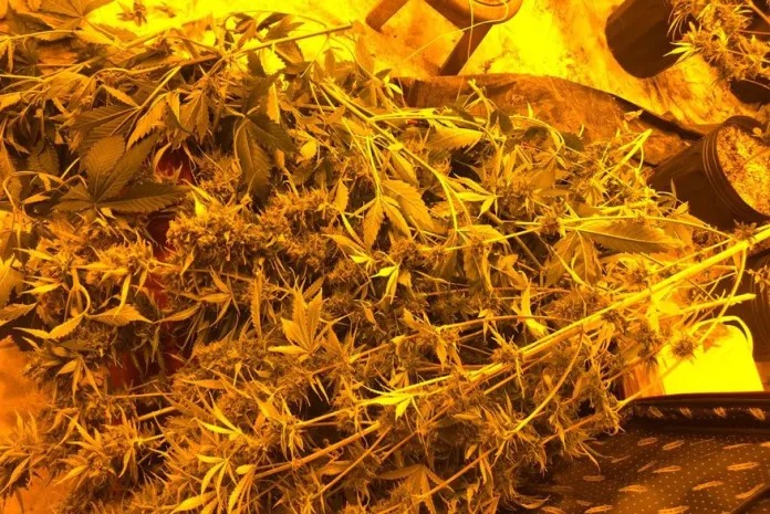 CCJ aprova PEC que criminaliza posse de qualquer quantidade de droga