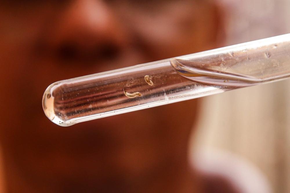 Combate à dengue: SESI lança canal gratuito de telemedicina para atender trabalhadores da indústria