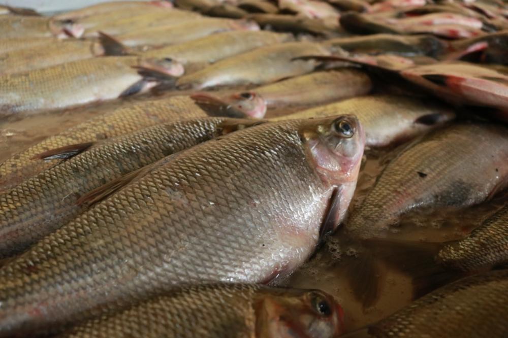 Prefeitura de Barra de Santa Rosa realiza distribuição de peixes para Semana Santa nesta terça(27)