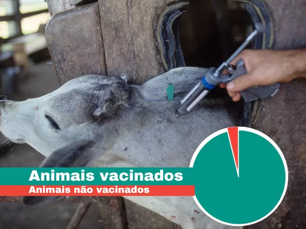 Ação da Prefeitura de Bom Jesus Resulta em Sucesso na Erradicação da Febre Aftosa