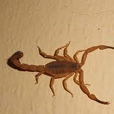 João Pessoa registra média de 200 casos de picada de escorpião por mês; saiba como buscar atendimento