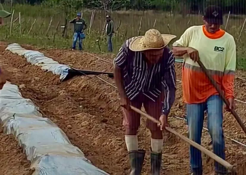 Prefeitura de Diamante Prepara Terreno para Plantação de Melão Canário na Comunidade de Ema