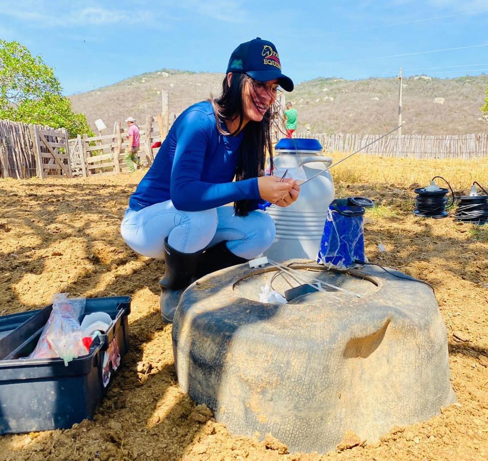 Prefeitura de Matureia realiza mais uma etapa de Inseminação artificial em bovinos do Programa Mais Pecuária Brasil no município