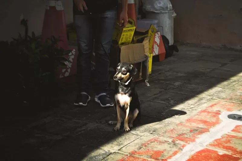 Centro de Zoonoses explica passo a passo para adoção de animais