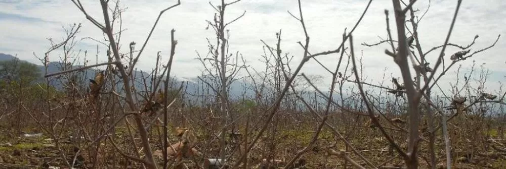 Inmet emite alerta de baixa umidade para 97 cidades paraibanas