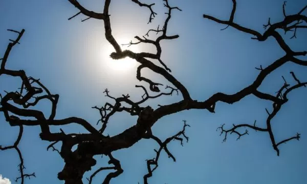 Umidade do ar pode chegar a 20% em mais de 100 cidades da Paraíba; veja lista