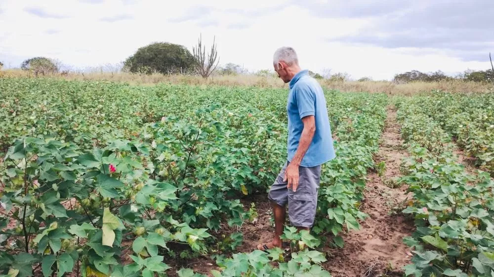 Agricultura de Quixaba realiza inscrições do programa referente a 2024 e 2025; saiba como se cadastrar
