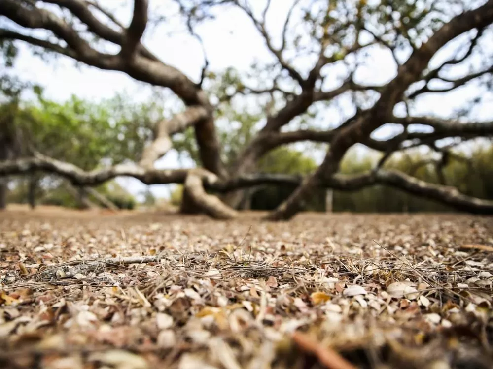 Seca deixa 106 cidades da Paraíba em situação de emergência