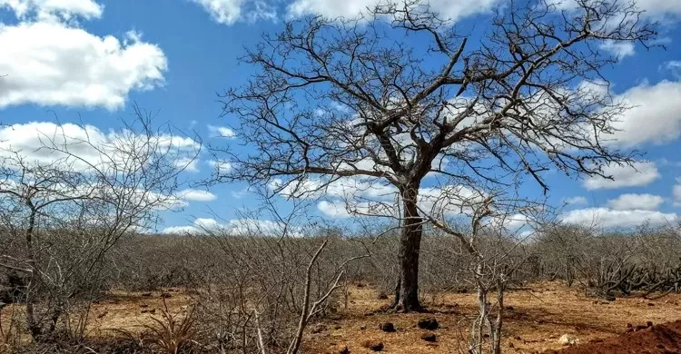 Governo Federal declara situação de emergência em Boa Vista e Solânea por causa da estiagem