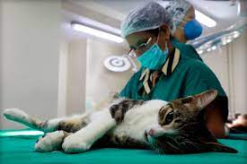 Prefeitura de Cabedelo realiza Dia D de Castração de felinos em 30 de Novembro