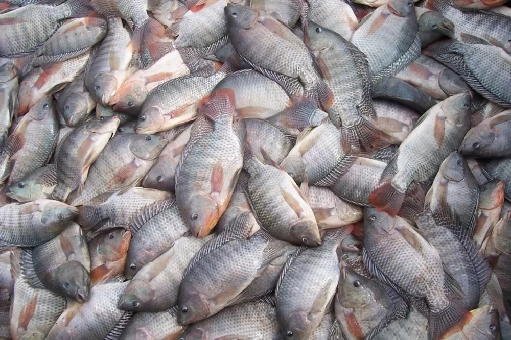 Peixe pode ser encontrado por até R$60 em João Pessoa; veja pesquisa