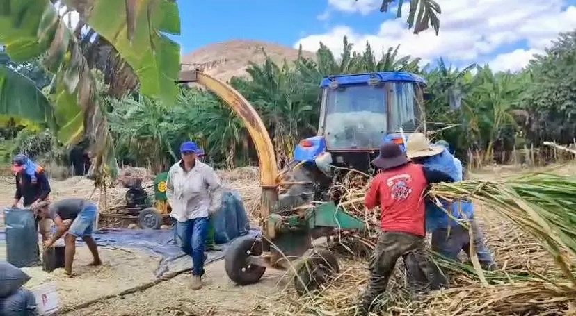 Prefeitura de Cachoeira dos Índios reforça apoio à produção de silagem no campo