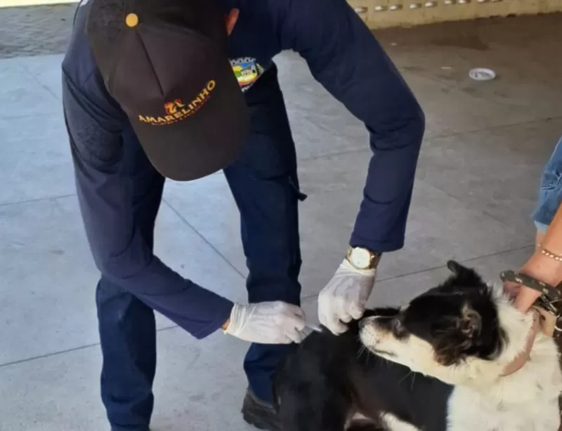 Quixaba inicia cadastro gratuito para castração de cães e gatos