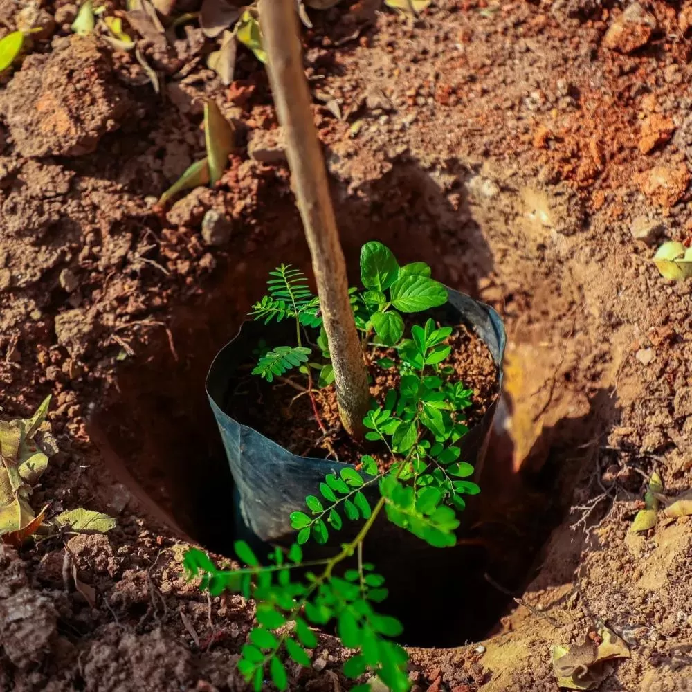 Prefeitura de Patos inicia Semana da Árvore com foco em arborização urbana e combate à desertificação
