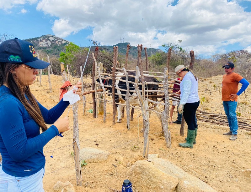 Prefeitura de Matureia abre inscrições para nova rodada de inseminação artificial em Bovinos 