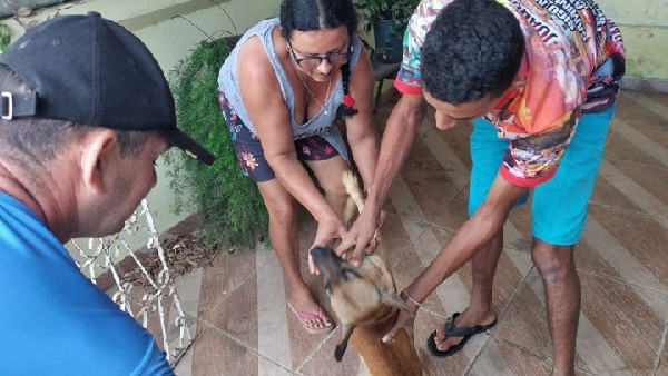 Mais de 800 cães e gatos vacinados no Dia D da Campanha Antirrábica em Serraria