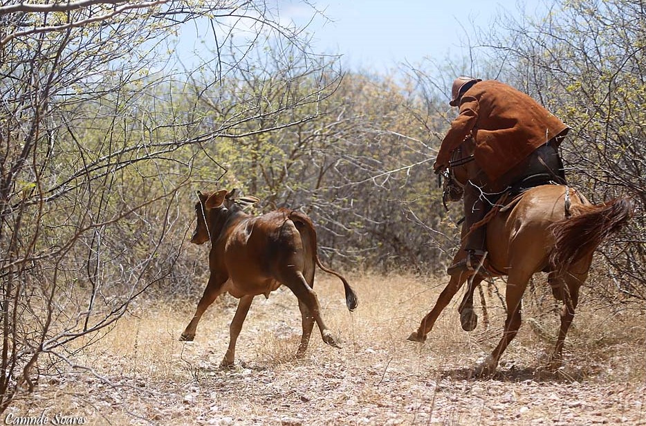 Boa Vista se prepara para a 1ª Pega de Boi com vaqueiros da terra