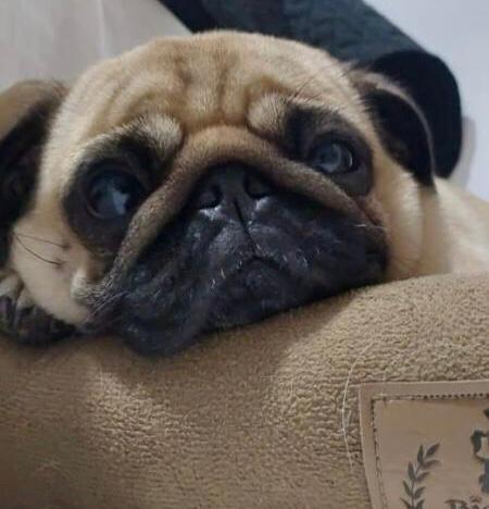 Prefeitura de Barra de Santa Rosa inicia atendimento veterinário gratuito