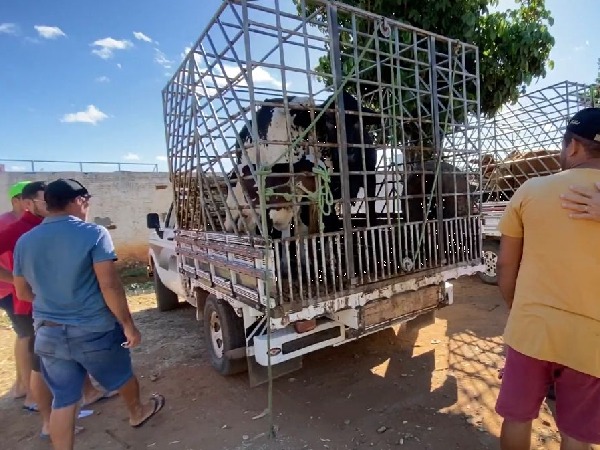 Prefeitura de Cachoeira dos Índios garante avanço no campo com aprovação unânime do Projeto Gado Forte