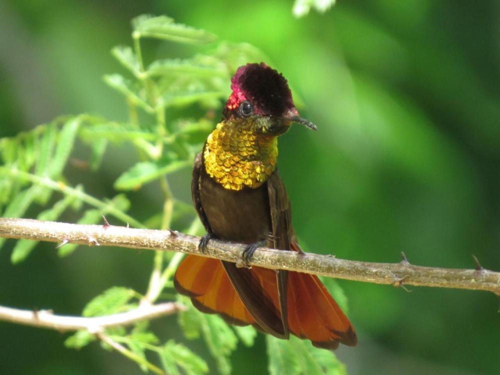 Paraíba ganha destaque nacional no turismo de observação de aves