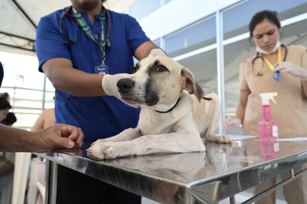 Prefeitura de São José do Bonfim abre pré-inscrições para programa de castração gratuita